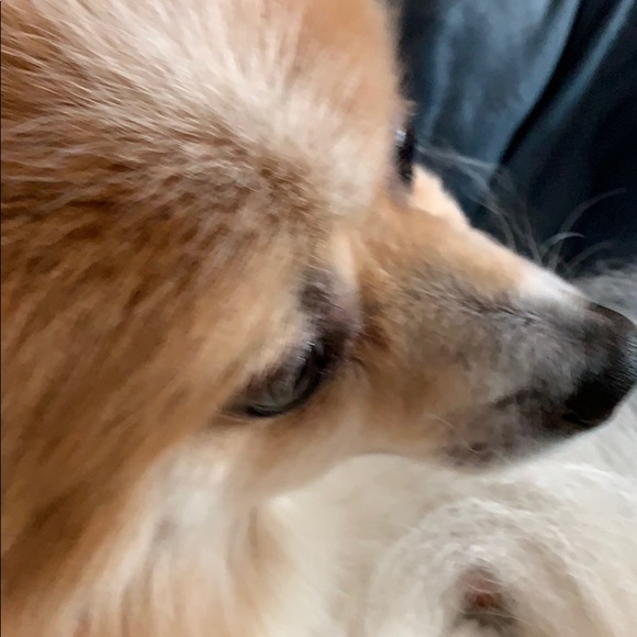 Meet your Posher, Jennifer - Picture 1 of 1